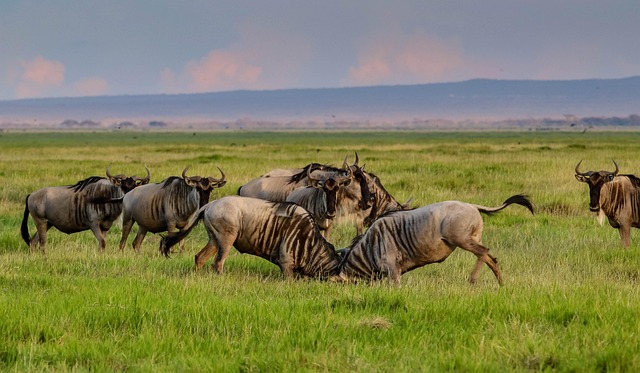 Maasai Mara, Kenya